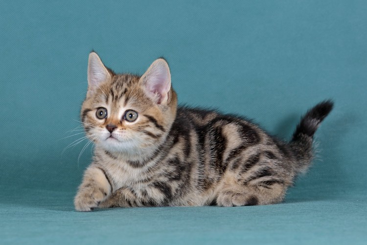 Мраморный шотландский вислоухий страйт