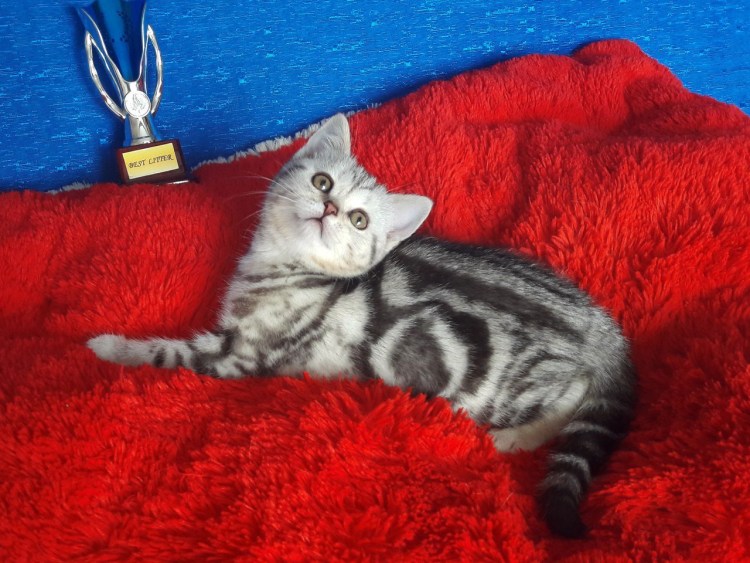 Шотландские мраморные котята на золоте прямоухие