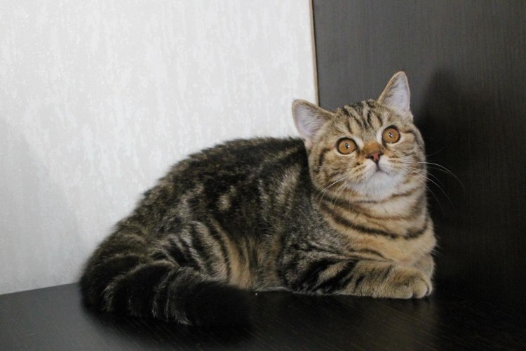 Шотландская скоттиш страйт мраморная Золотая