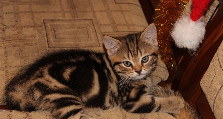 Шотландская кошка табби