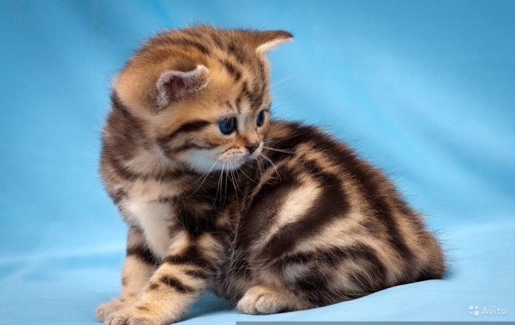 Шотландские котята страйт мрамор на золоте