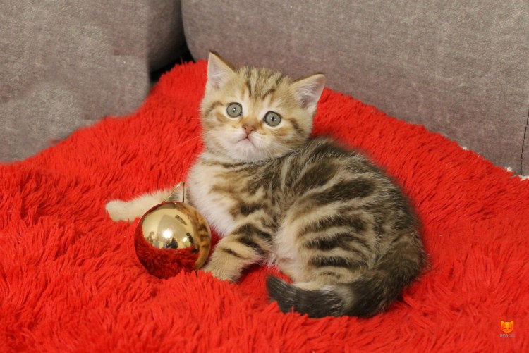 Кот прямоухие Шотландская мраморная