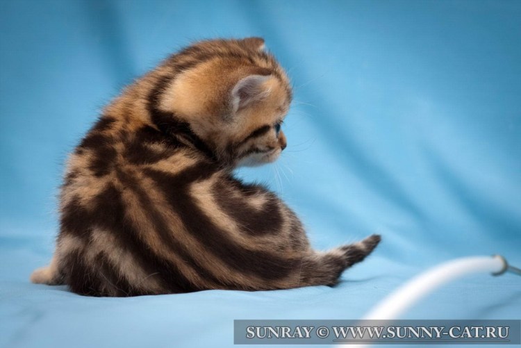 Кот в золоте