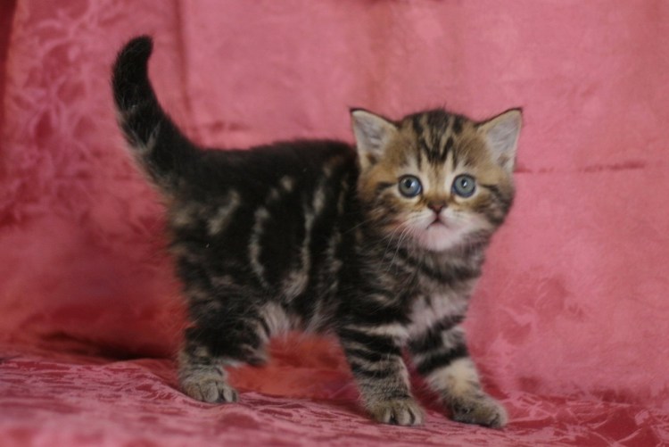 Шоколадный табби шотландец