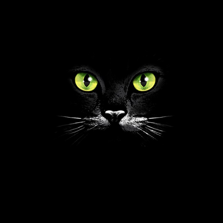 Черная кошка в темной комнате