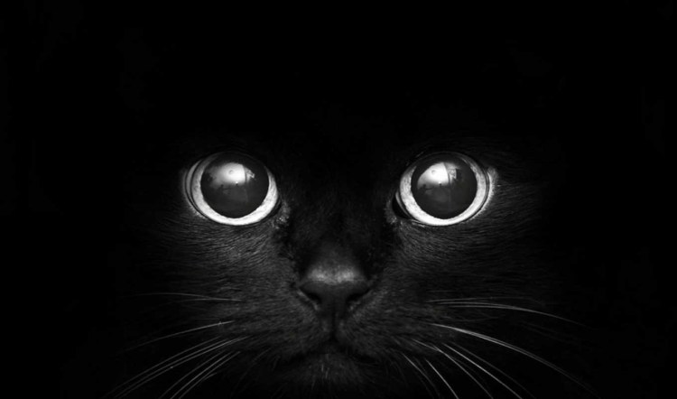 Котик на черном фоне