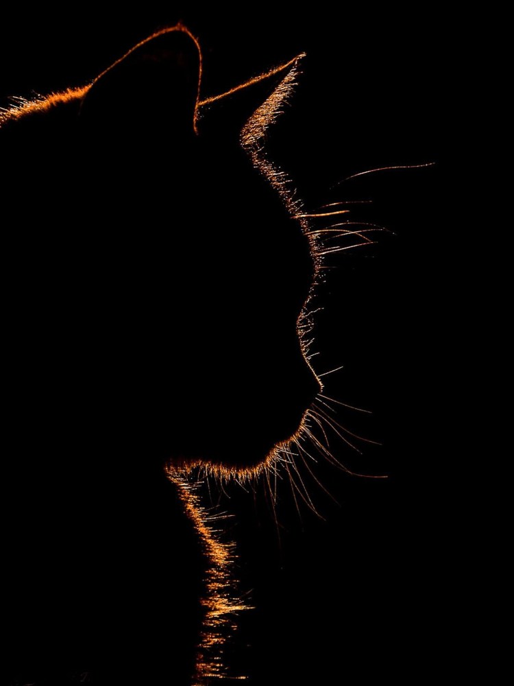 Кот на черном фоне