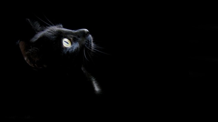 Черная кошка на черном фоне