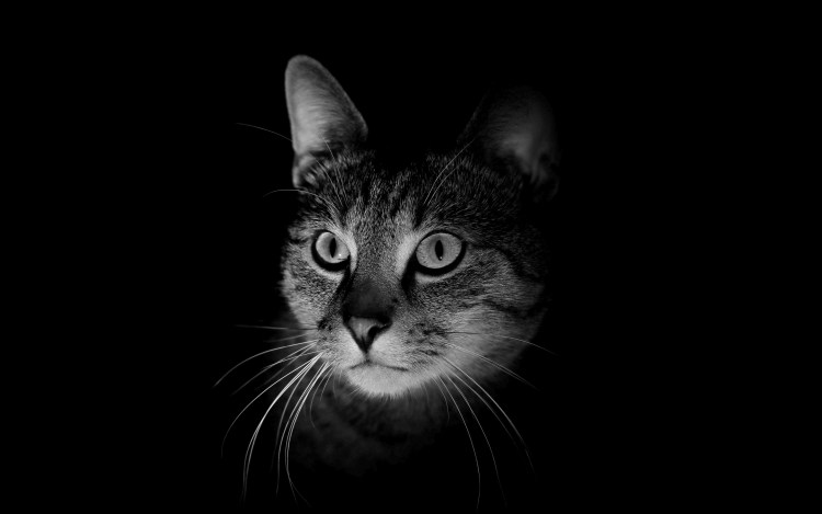 Кошка и собака на черном фоне