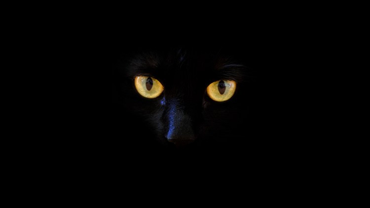 Кошка Минимализм