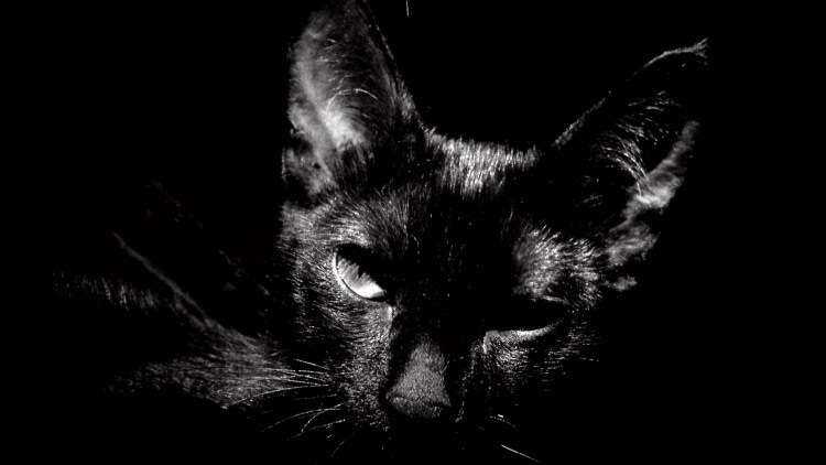 Рабочий стол котики на темном фоне