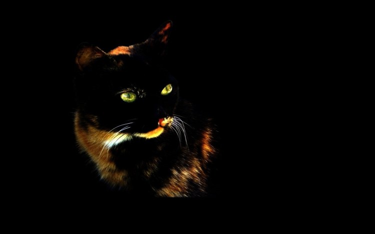 Злой черный кот