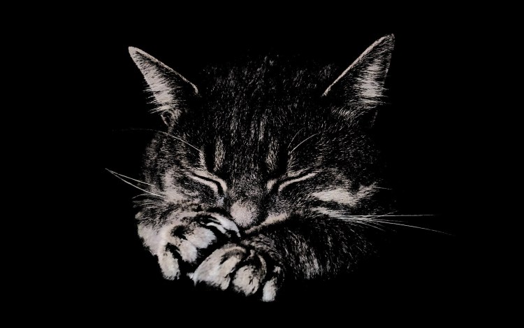 Кот на темном фоне