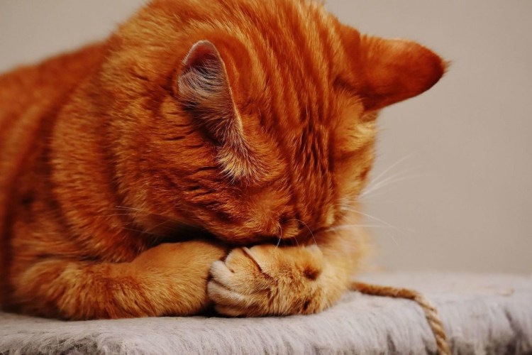 Милые котики