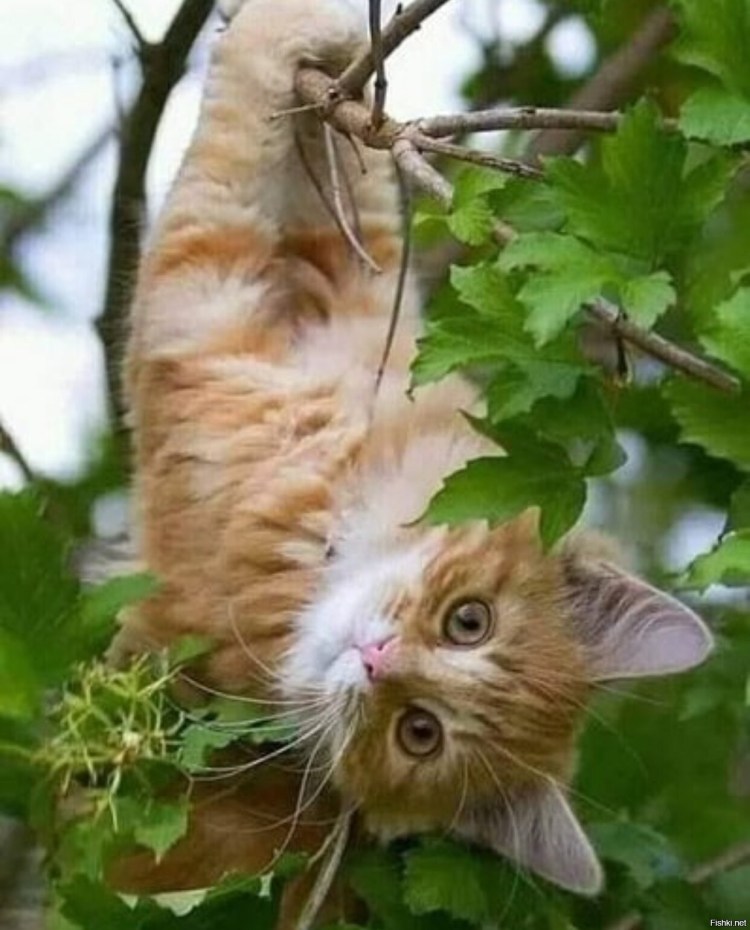 Утренние картины