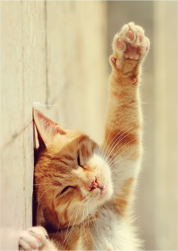 Рыжий котенок на подоконнике