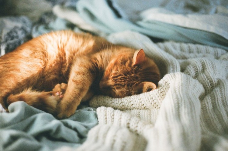 Маленький котенок чихает