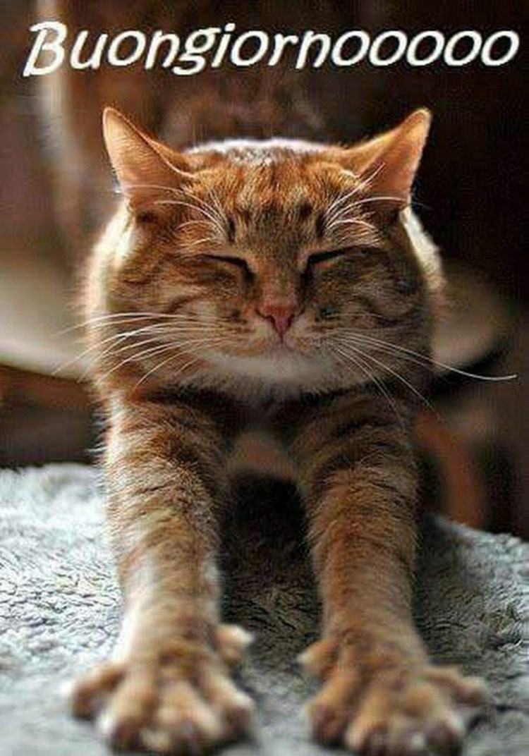 Рыжий кот в свитере