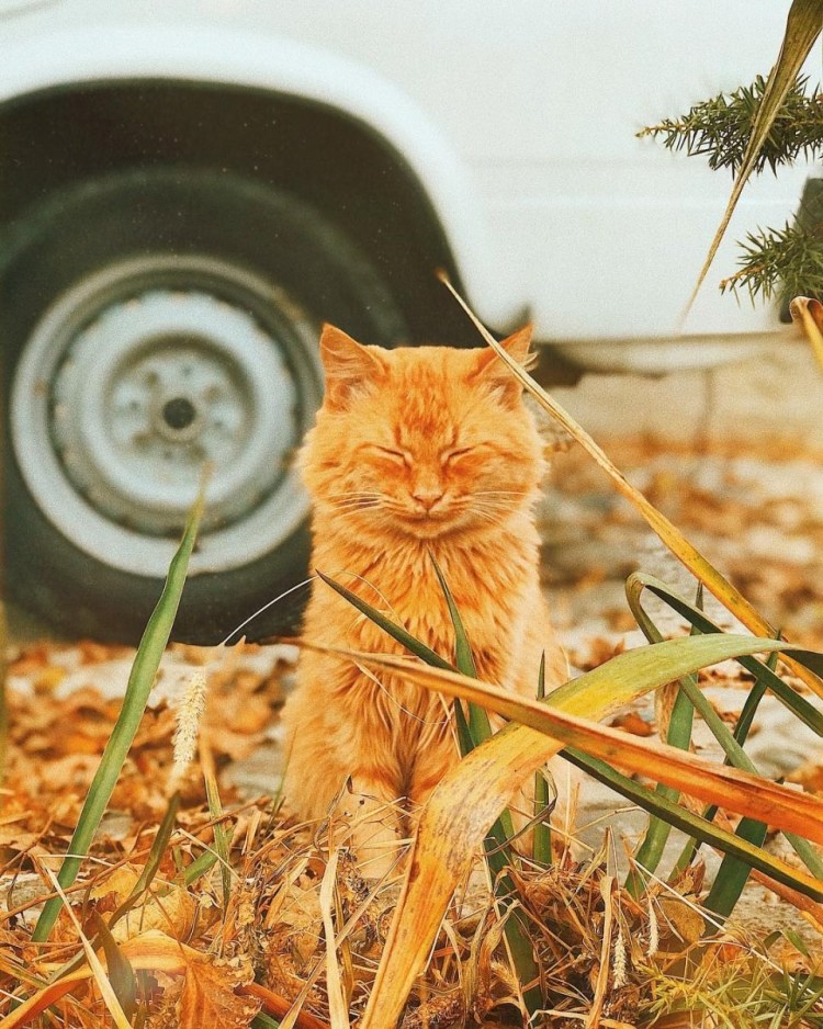 Рыжий кот бандит