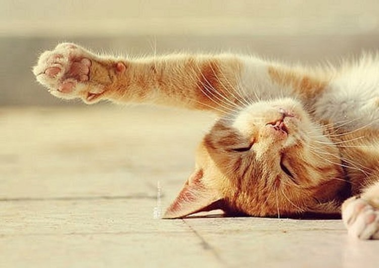 Котик проснулся