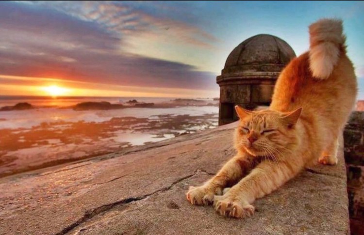 Кот на закате