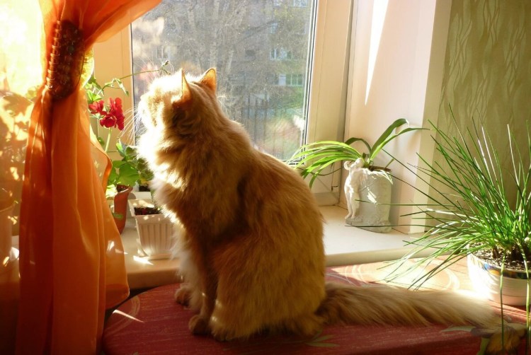 Котенок подтягивается