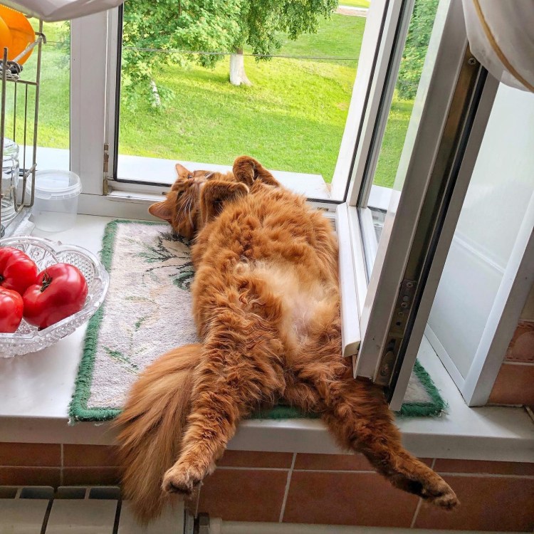 Рыжий кот Эстетика