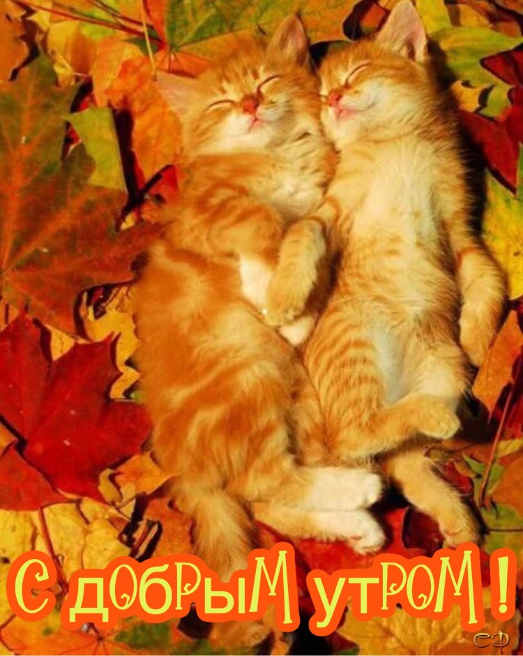 Кот нежится на солнышке