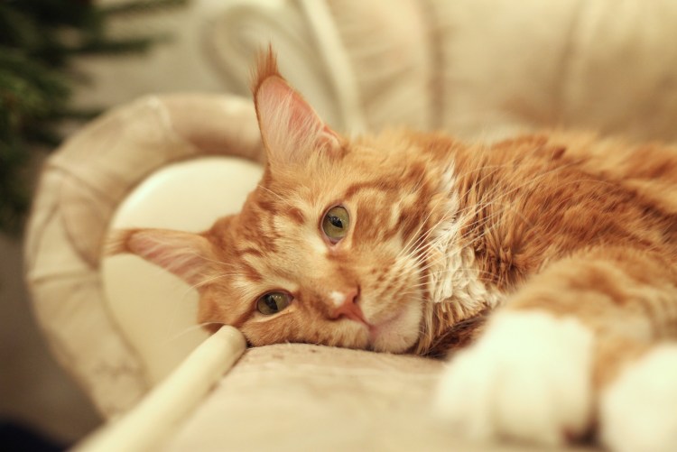 Сонный рыжий кот