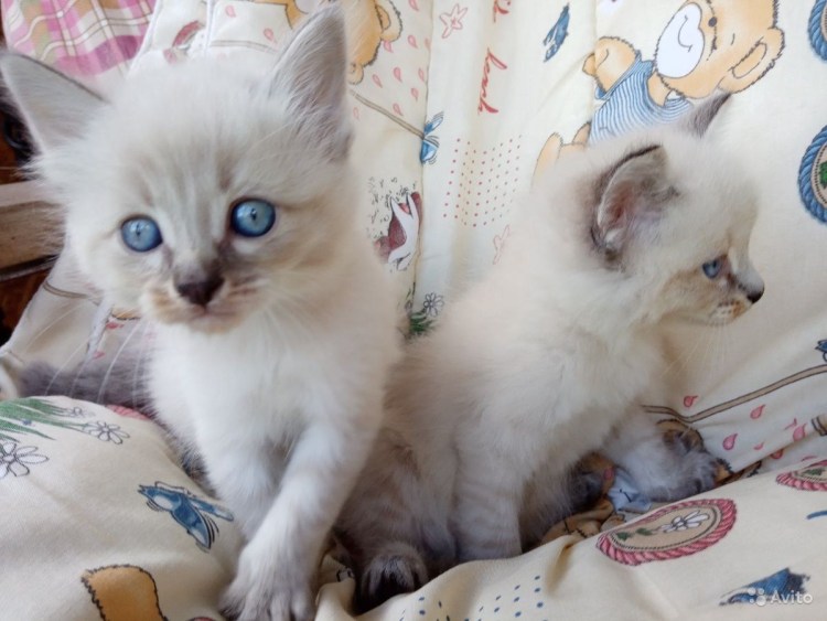 Невская маскарадная котята