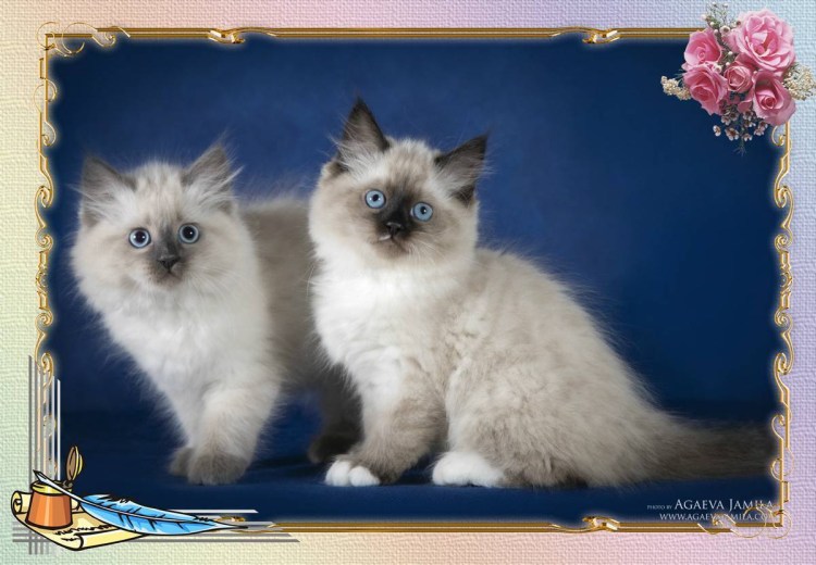 Невская маскарадная котя а 1 месяц