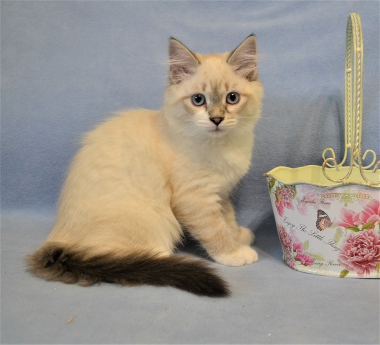 Невская маскарадная Тоби