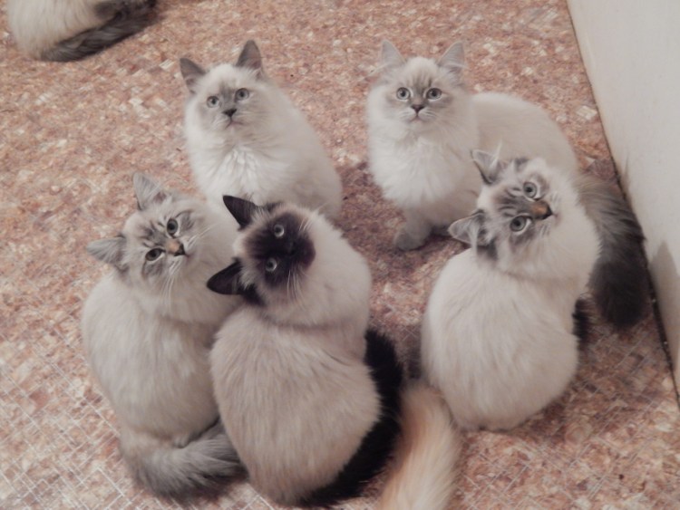 Невская маскарадная кошка котенок 4 месяца