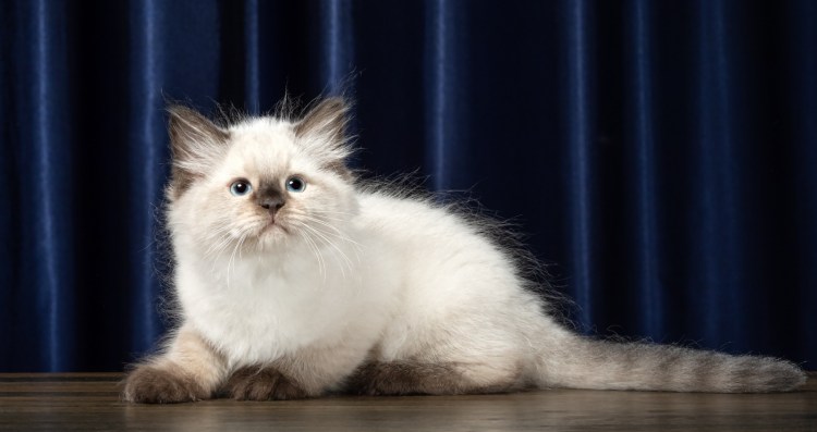 Невская маскарадная кошка дымчатая