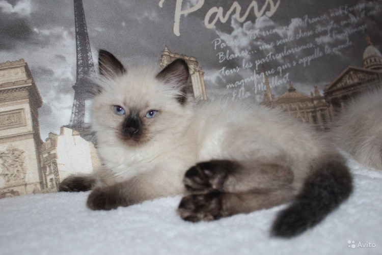 Невский маскарадный котенок 2 месяца