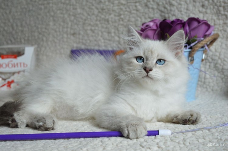 Невская маскарадная кошка