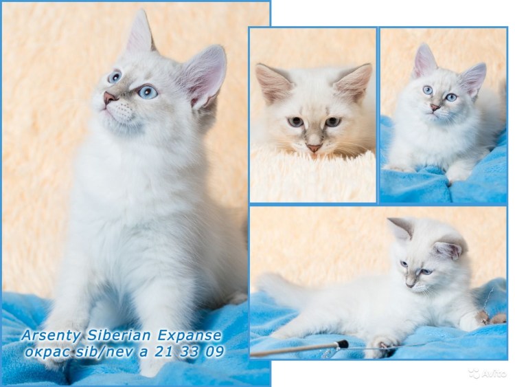 Невская маскарадная Сибирская метис