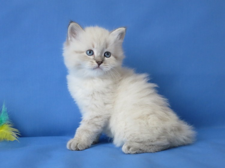 Питомник Кузькин дом Невские маскарадные