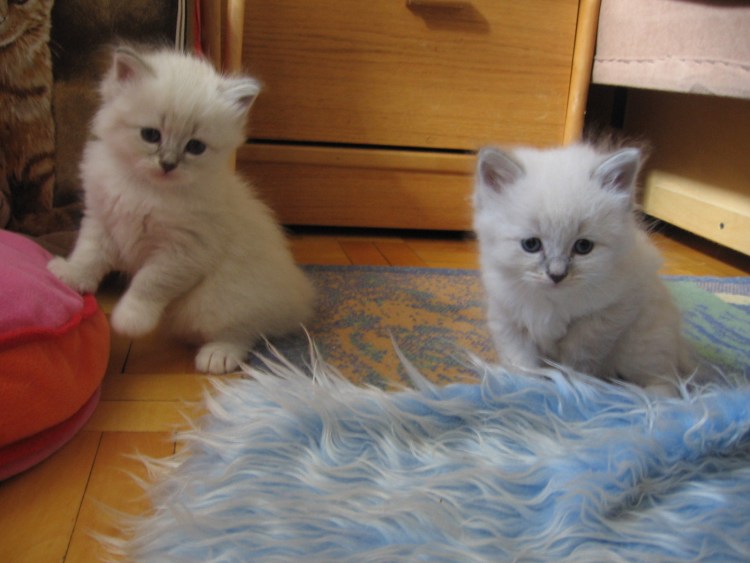 Невская маскарадная кот вес