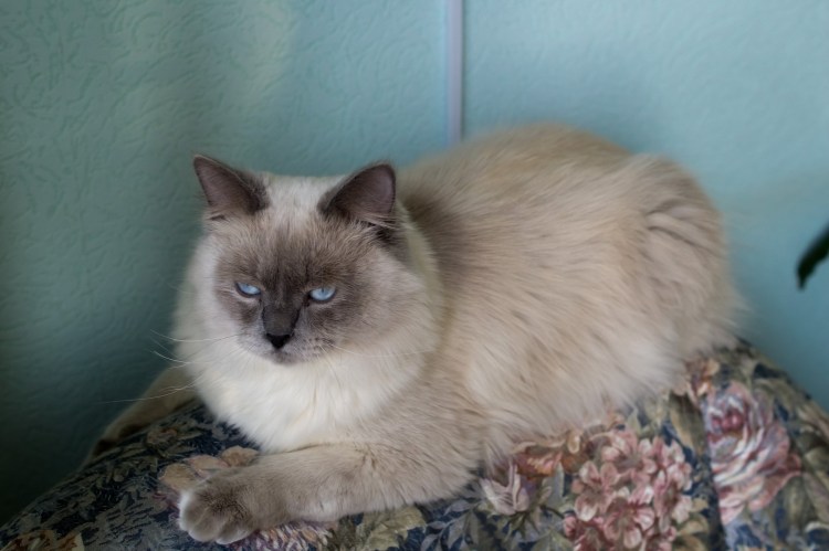 Невская маскарадная котенок 1 месяц