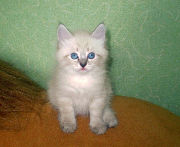 Невская маскарадная котята 1.5 месяца