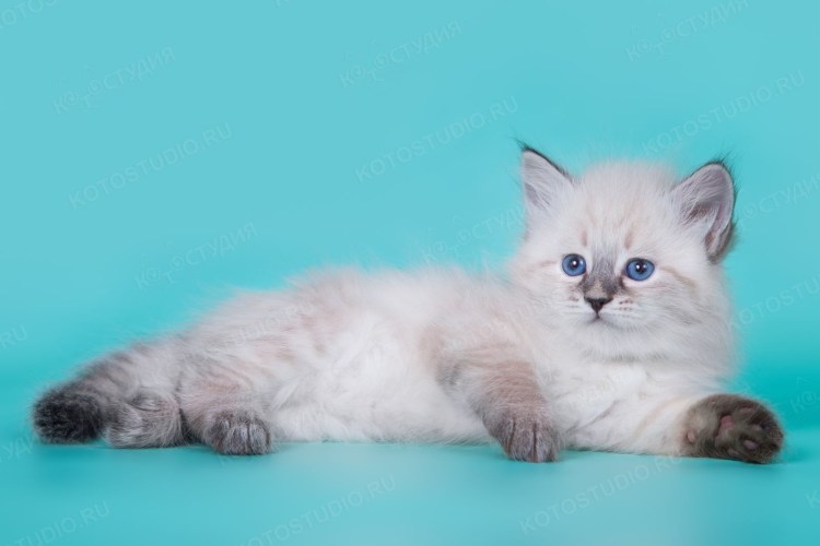 Невская маскарадная