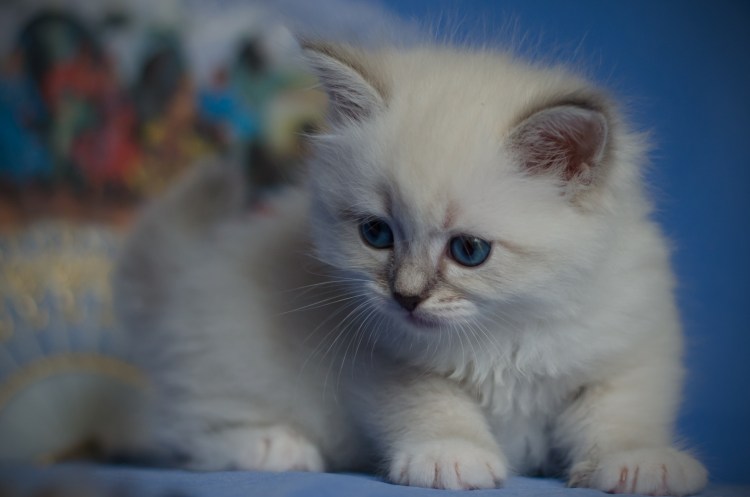 Невская маскарадная шиншилла Золотая