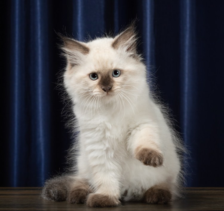 Невская маскарадная котята