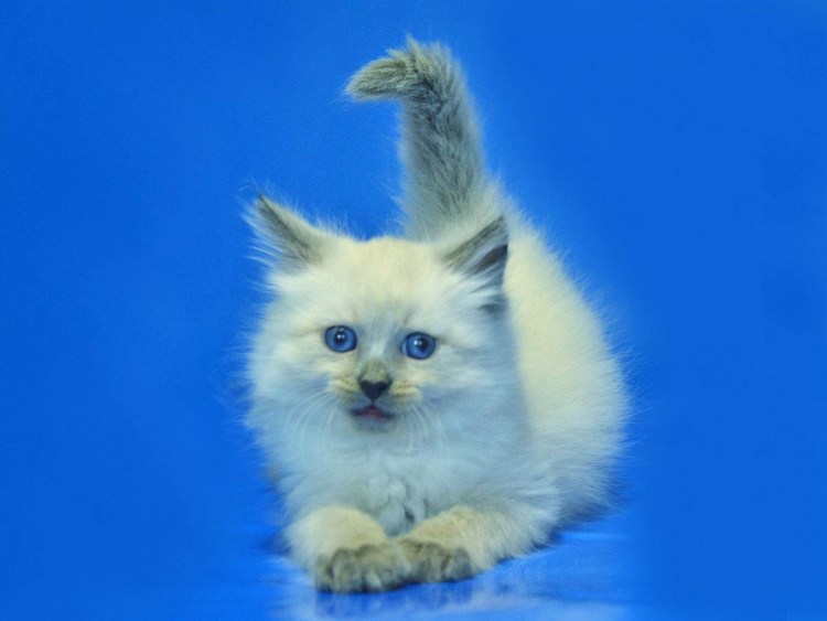 Невская маскарадная котята 1.5 месяца