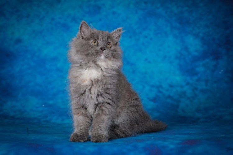 Невская маскарадная вислоухая