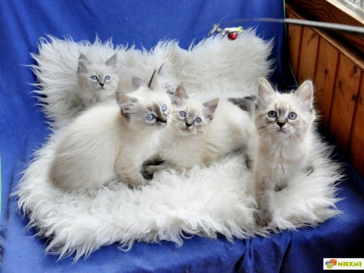 Невская маскарадная котята