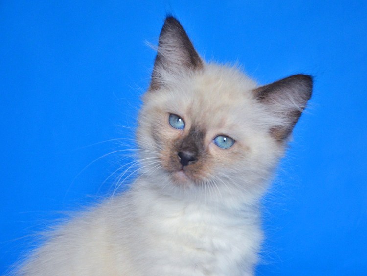 Невская маскарадная Беленькая