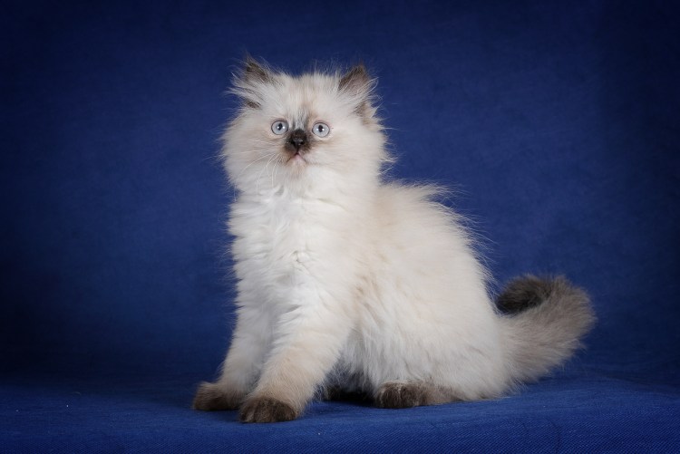 Невская маскарадная котята