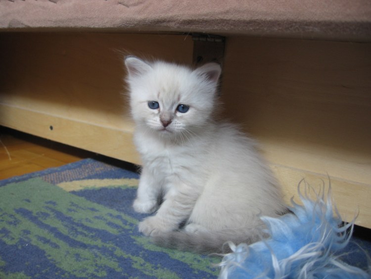 Невская маскарадная кошка 1 месяц